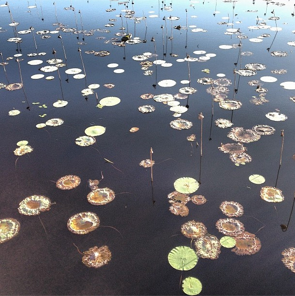 Lilypads