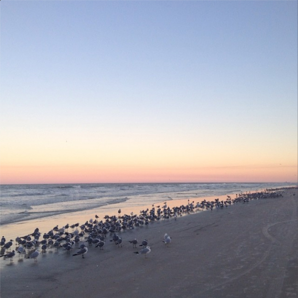 Daytona-Beach-sunset-and-gulls