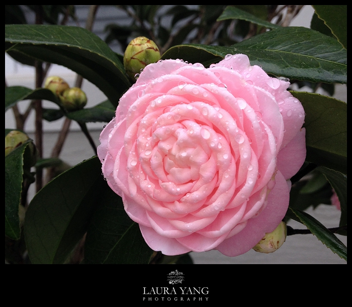 Camellia flower